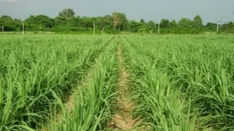 Agriculture price guarantees not very sustainable, warns academic Agriculture price guarantees not very sustainable, warns academic