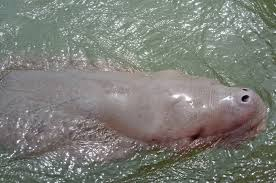 Baby dugong Yameel dies from heart failure Baby dugong Yameel dies from heart failure