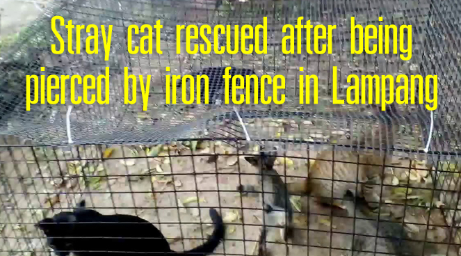 Stray cat rescued after being pierced by iron fence in Lampang Stray cat rescued after being pierced by iron fence in Lampang