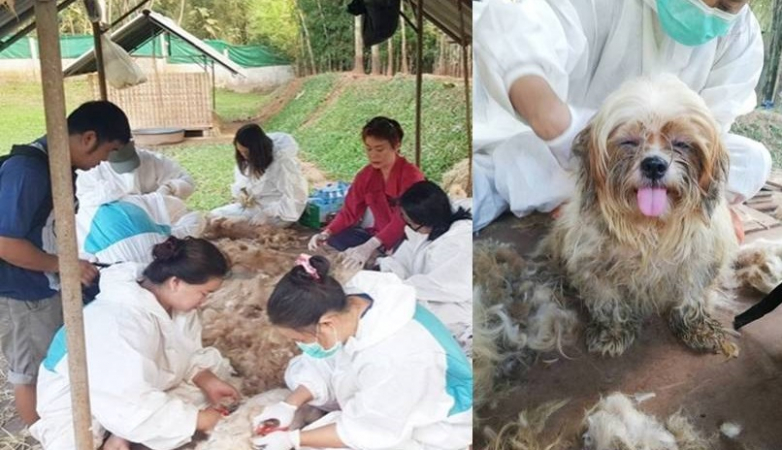 Officials to check pet, dog breeding centres Officials to check pet, dog breeding centres