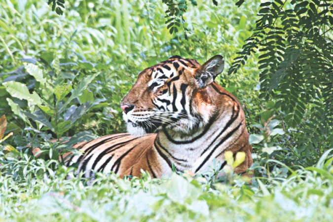 Tiger poaching on rise Tiger poaching on rise