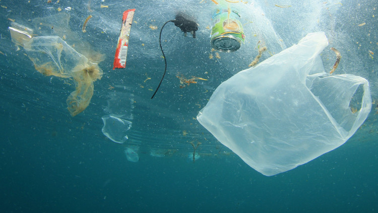 Measures needed for sea tragedy to lead to plastic clean-up Measures needed for sea tragedy to lead to plastic clean-up