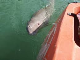 Hollywood star’s post of tragic Thai dugong draws a million likes Hollywood star’s post of tragic Thai dugong draws a million likes