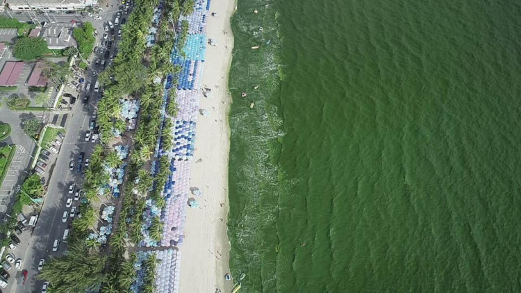 Bang Saen sees green Bang Saen sees green