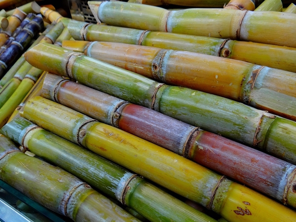 Training set on pesticide application for sugar industry Training set on pesticide application for sugar industry