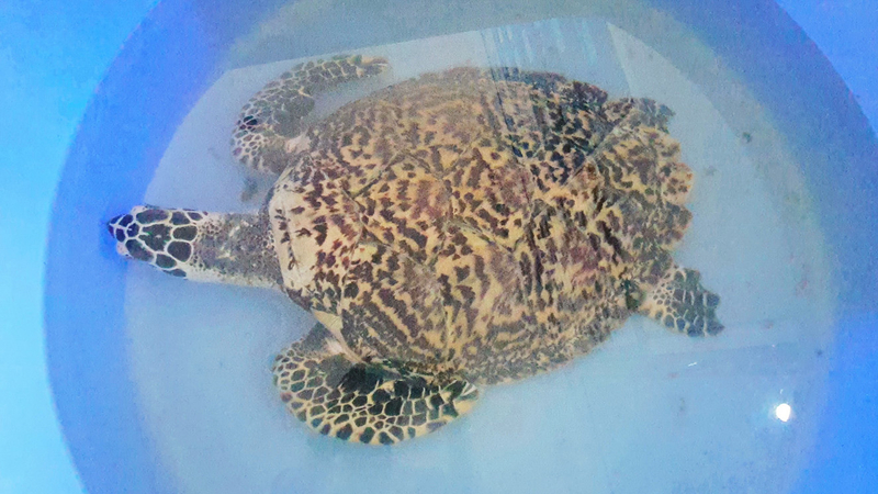 Large sea turtle rescued from Laem Chabang beach Large sea turtle rescued from Laem Chabang beach