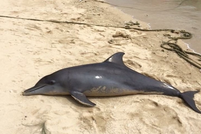 Dolphin dies on Phuket beach Dolphin dies on Phuket beach