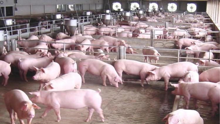 Agriculture minister to outline African swine fever prevention plans Agriculture minister to outline African swine fever prevention plans