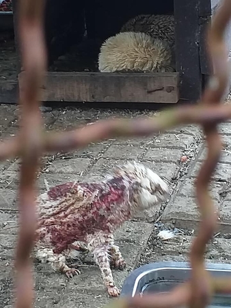 Elderly and sick hedgehog at Nakhon Si Thammarat zoo gets a new lease on life Elderly and sick hedgehog at Nakhon Si Thammarat zoo gets a new lease on life