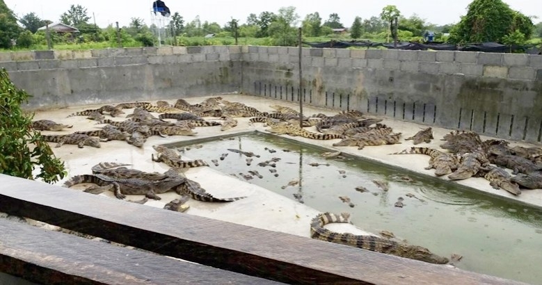 Authorities tell crocodile farms to beef up security Authorities tell crocodile farms to beef up security