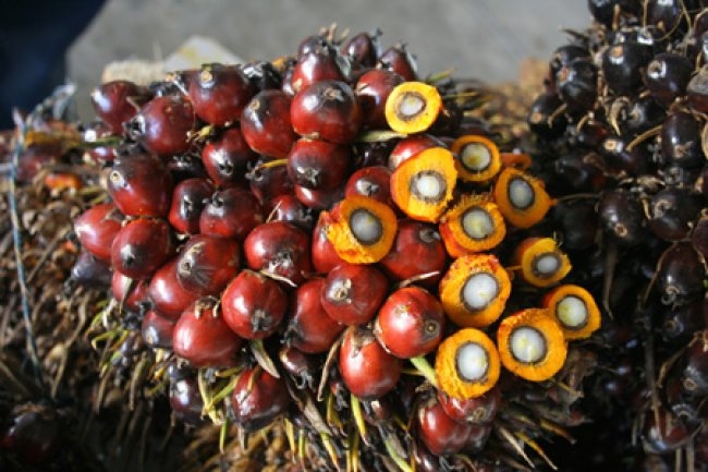 Malaysia turning to food crops as palm oil price falls Malaysia turning to food crops as palm oil price falls