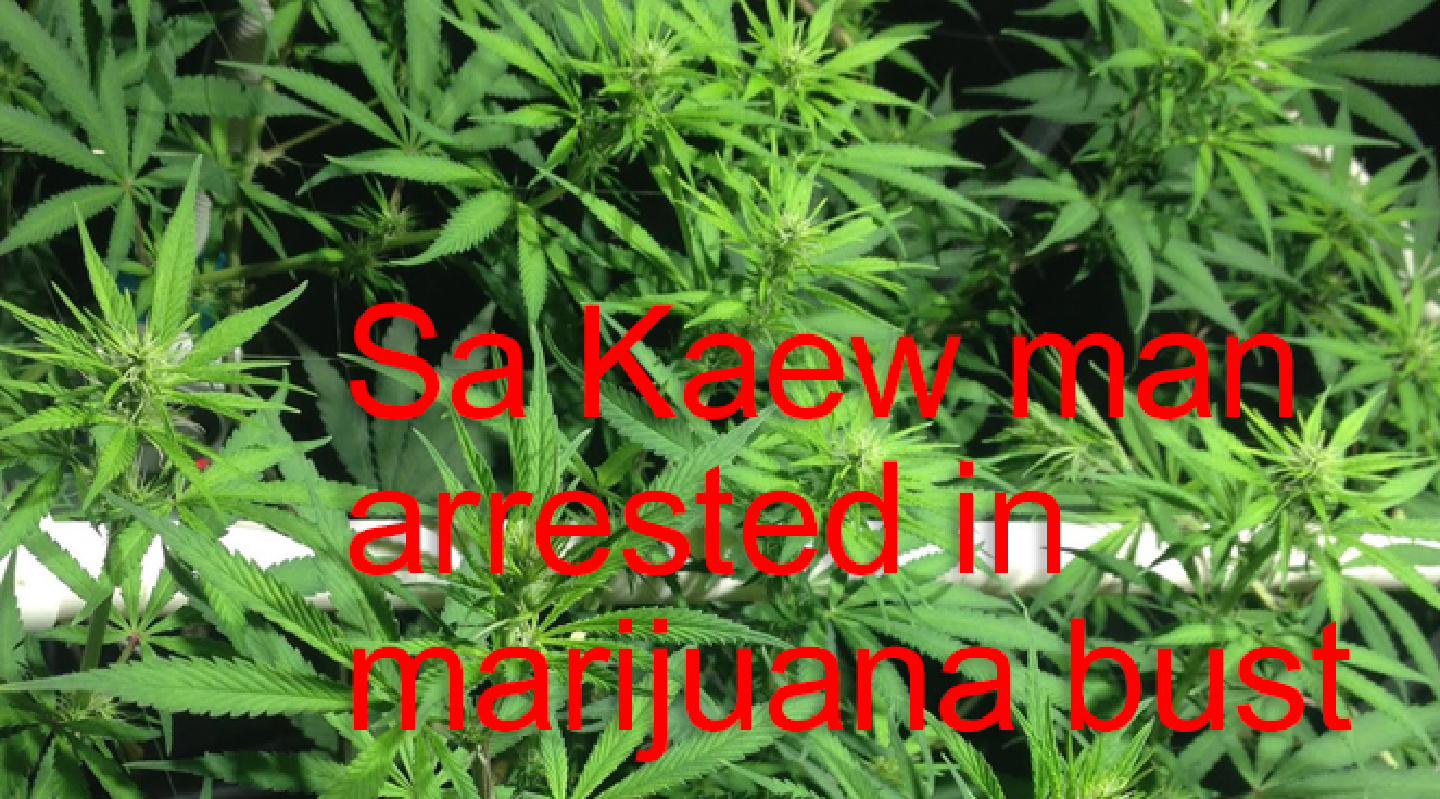 Sa Kaew man arrested in marijuana bust Sa Kaew man arrested in marijuana bust