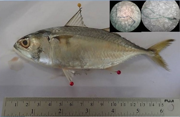 Concerns rise over microplastics in stomachs of mackerel Concerns rise over microplastics in stomachs of mackerel