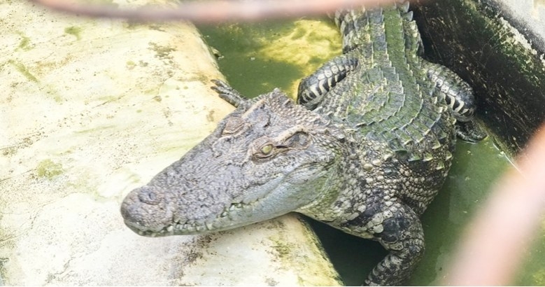 First escapee croc appears as floods linger in five provinces First escapee croc appears as floods linger in five provinces