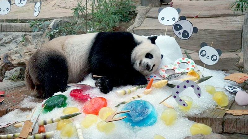 Chiang Mai’s giant panda, Chuang Chuang, dies at 19 Chiang Mai’s giant panda, Chuang Chuang, dies at 19