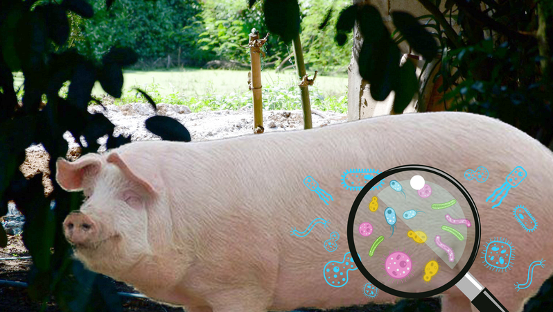 Officials say no ASF outbreak in Chiang Rai, pigs culled as preventive measure Officials say no ASF outbreak in Chiang Rai, pigs culled as preventive measure