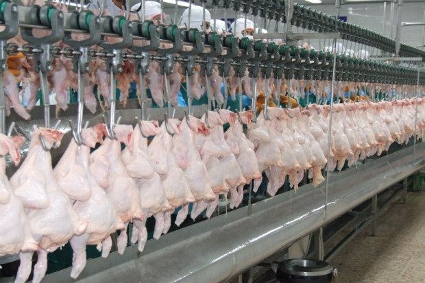 Thailand’s gain as Chinese shun pork for chicken Thailand’s gain as Chinese shun pork for chicken