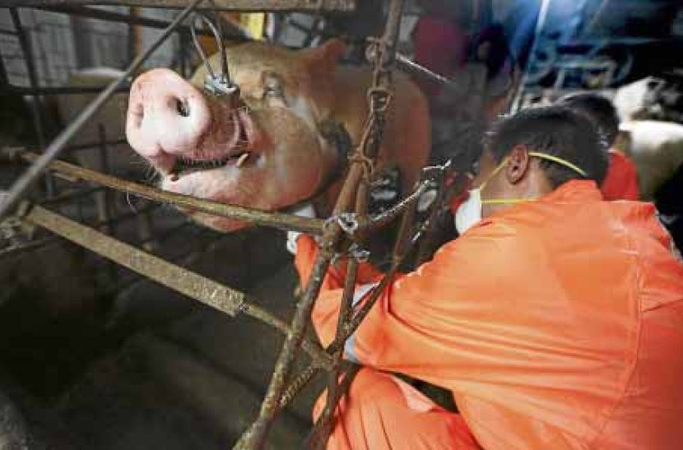 TESTING FOR INFECTIONS Checking the spread of African swine fever, the Quezon City government’s veterinary office takes blood samples from hogs kept in backyard pens at Lupang Pangako, Barangay Payatas, on Monday. —GRIG C. MONTEGRANDE
