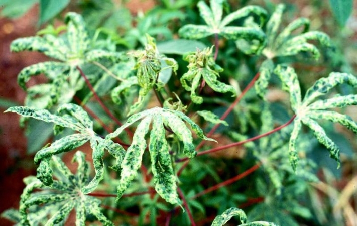 Disease wreaks havoc in cassava plantations Disease wreaks havoc in cassava plantations