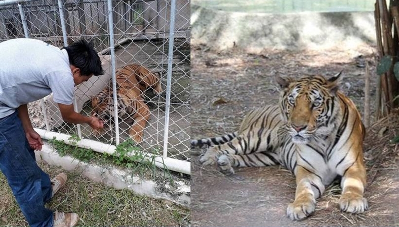 Dead tigers in Ratchaburi dissected but missing no parts Dead tigers in Ratchaburi dissected but missing no parts
