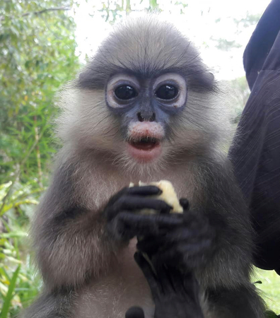 Spectacled langur baby rescued in Krabi Spectacled langur baby rescued in Krabi