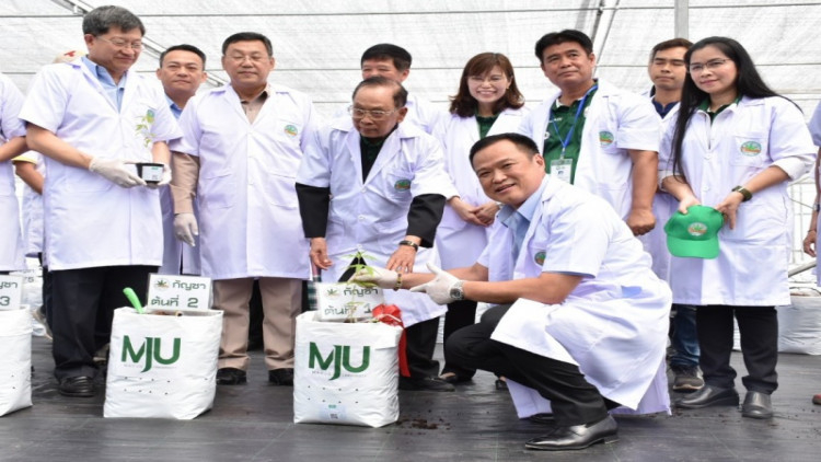 Chiang Mai university becomes first Asean nation to grow own breed of cannabis Chiang Mai university becomes first Asean nation to grow own breed of cannabis