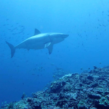 Thai divers spot great white shark in waters off Bali Thai divers spot great white shark in waters off Bali