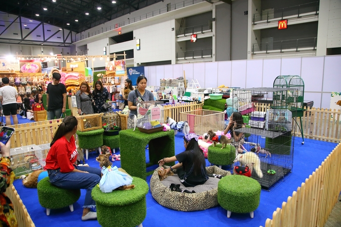 Cat café zone, pet fashion shows among features at Bangkok pet show Cat café zone, pet fashion shows among features at Bangkok pet show