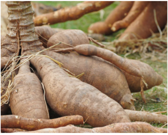 Strong baht takes a toll on Thai tapioca export revenue Strong baht takes a toll on Thai tapioca export revenue