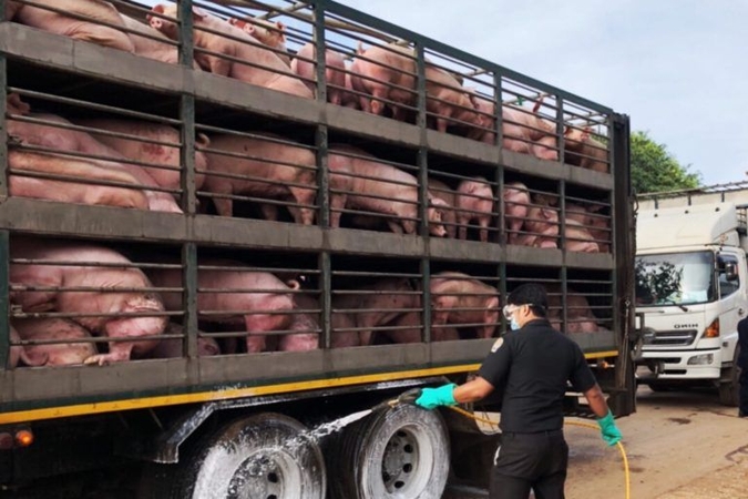 24 provinces monitored for Asian swine fever 24 provinces monitored for Asian swine fever