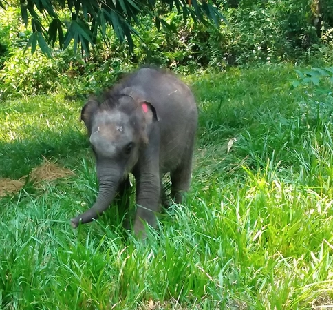 Napping baby elephant brings smiles to netizens Napping baby elephant brings smiles to netizens