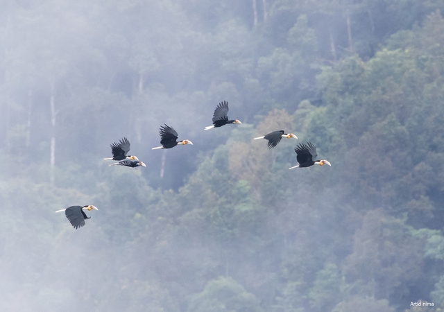 Sightings of rare hornbills proves Mae Wong National Park is healthy: bird photographer Sightings of rare hornbills proves Mae Wong National Park is healthy: bird photographer