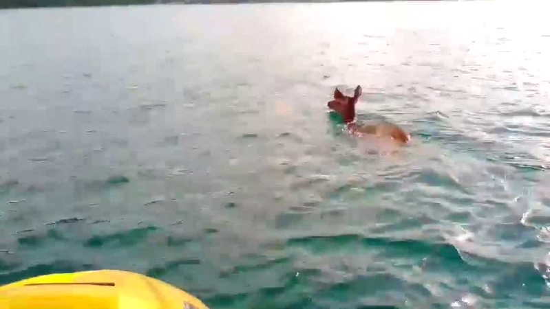 A species in trouble, Sambar deer rescued from southern bay A species in trouble, Sambar deer rescued from southern bay