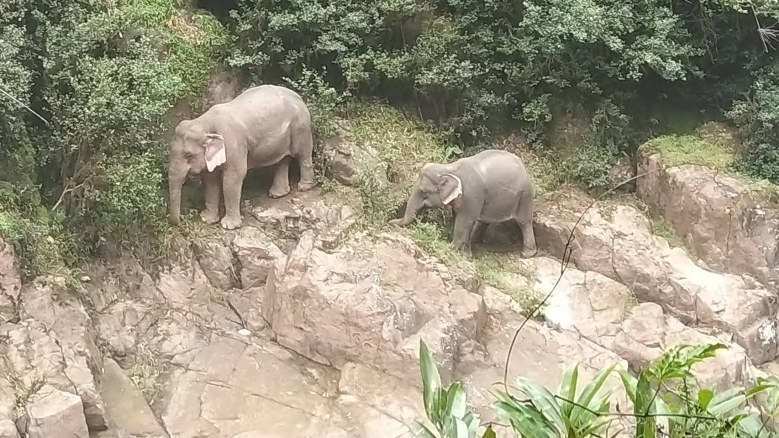 Six elephants perish in Khao Yai’s ‘hell’s abyss’ waterfall Six elephants perish in Khao Yai’s ‘hell’s abyss’ waterfall