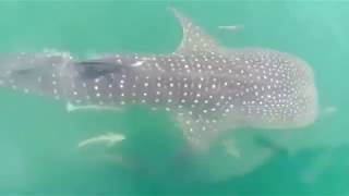 Whale sharks spotted off Prachuap Khiri Khan Whale sharks spotted off Prachuap Khiri Khan
