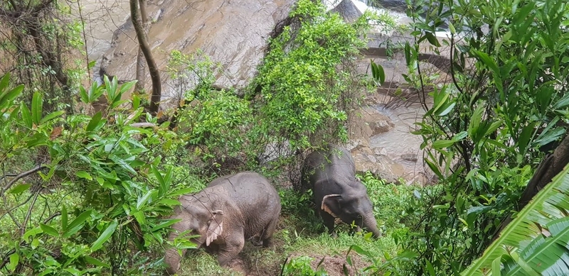 Drones to be used to track two elephants that may have survived tragedy Drones to be used to track two elephants that may have survived tragedy