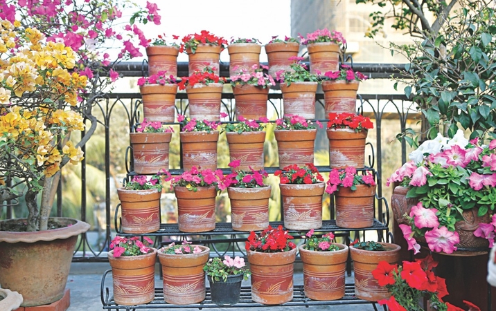 Greenery on rent in the concrete jungle Greenery on rent in the concrete jungle