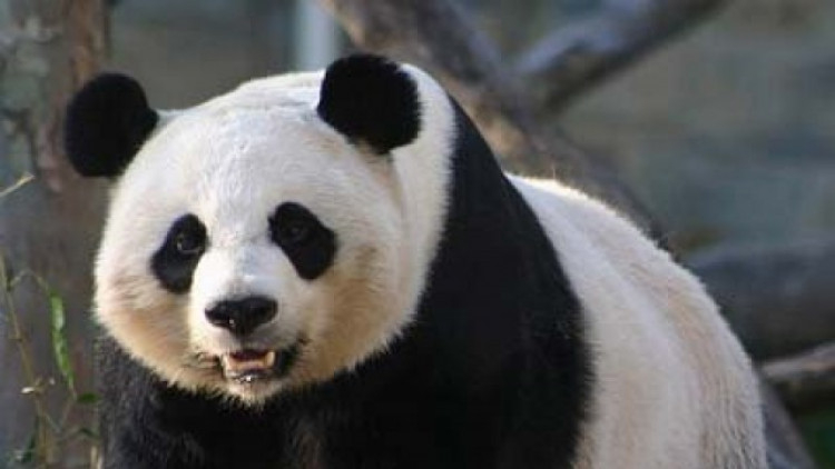 Chuang Chuang died of heart failure: Chiang Mai Zoo Chuang Chuang died of heart failure: Chiang Mai Zoo