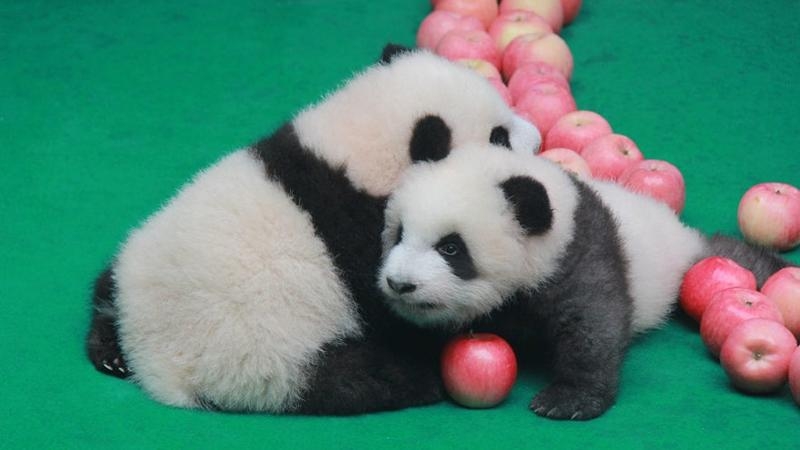 Two panda cubs born in 2019 snuggle up together while they make a public appearance at the Chengdu Research Base of Giant Panda to celebrate the upcoming 70th anniversary of the founding of the PRC, in Chengdu, Southwest China's Sichuan province, on Sept 24, 2019. (PHOTO PROVIDED TO CHINADAILY.COM.CN)