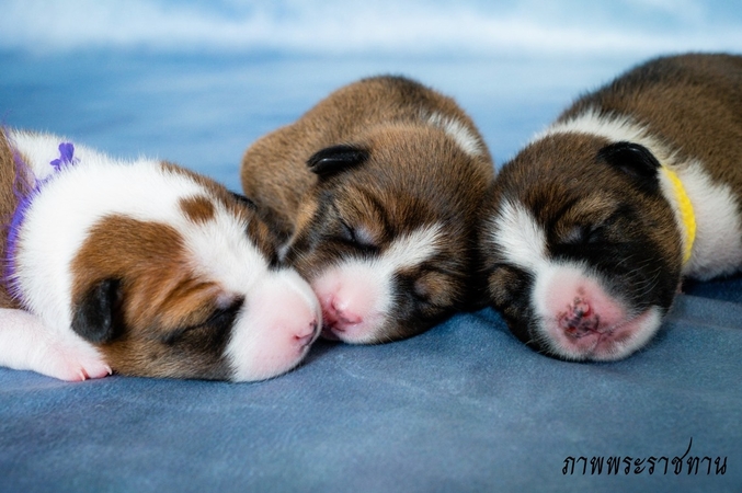 Eight puppies born in Thong Daeng’s ‘royal’ bloodline Eight puppies born in Thong Daeng’s ‘royal’ bloodline
