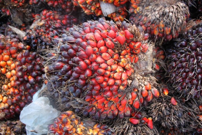 Food exports to EU in trouble in wake of Zero Palm Policy Food exports to EU in trouble in wake of Zero Palm Policy
