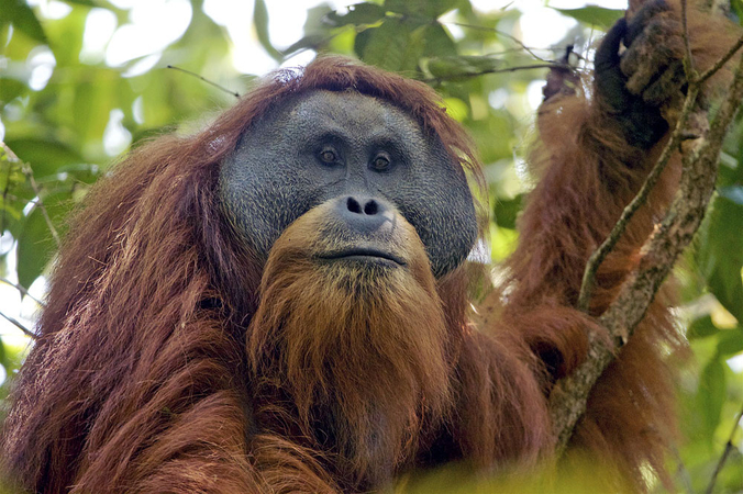 Tapanuli orangutan makes IUCN SSC list of world's most endangered primates Tapanuli orangutan makes IUCN SSC list of world's most endangered primates