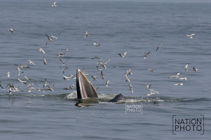 Bryde’s whales put on a show in Gulf Bryde’s whales put on a show in Gulf