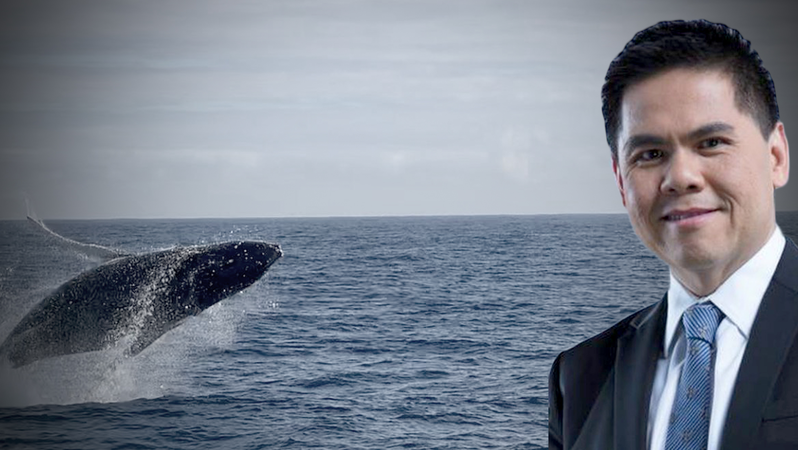 Jet-ski riders warned not to disturb Bryde’s whales Jet-ski riders warned not to disturb Bryde’s whales