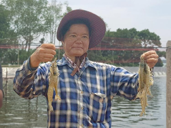 CP Foods adopts holistic approach to sustainable shrimp farming CP Foods adopts holistic approach to sustainable shrimp farming