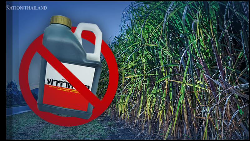 Paraquat ban could cost Bt570 billion, warn academics Paraquat ban could cost Bt570 billion, warn academics