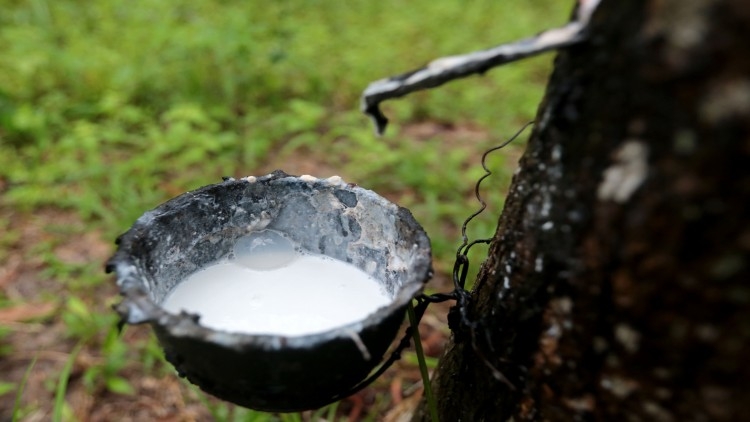 Collapse of Chinese buyer hits Thai rubber suppliers hard Collapse of Chinese buyer hits Thai rubber suppliers hard