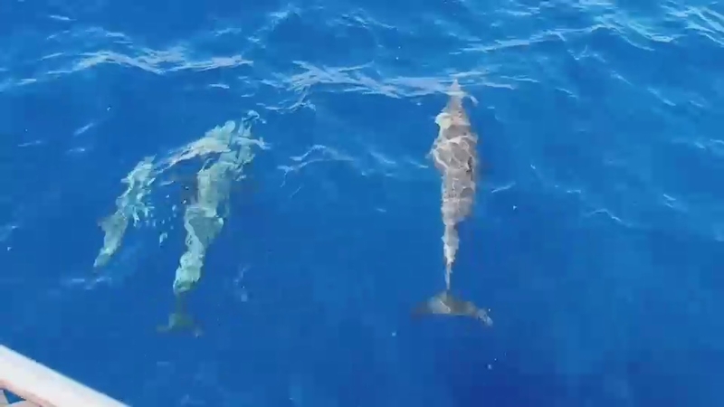 Back in play, 30 dolphins greet visitors to Similan Islands Back in play, 30 dolphins greet visitors to Similan Islands