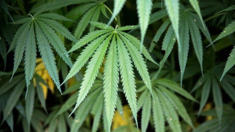 International cannabis conference coming next month International cannabis conference coming next month