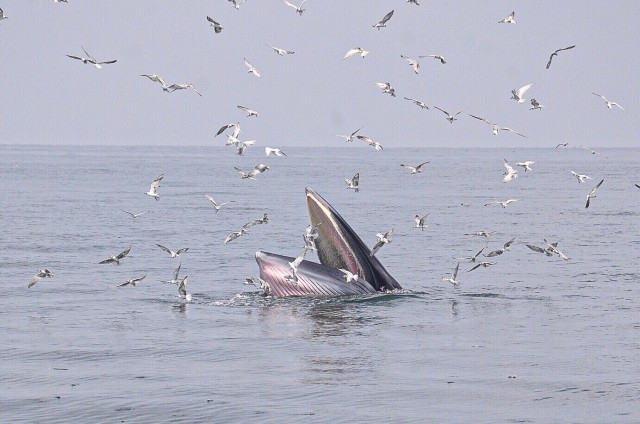 Govt to set up specific guidelines for Bryde's whales watching in Chon Buri Govt to set up specific guidelines for Bryde's whales watching in Chon Buri